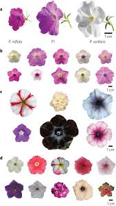 Being one of only two florists wholesalers in town, we offer floral wholesale and wedding flowers wholesale. Insight Into The Evolution Of The Solanaceae From The Parental Genomes Of Petunia Hybrida Nature Plants