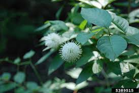 Image result for Cephalanthus