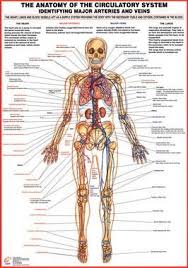 Circulatory System Major Arteries And Veins Chart Arteries
