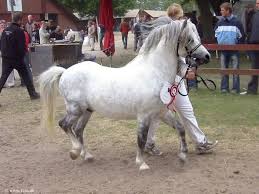 Vand manz pur sange arab curat la picioare cuminte accept si unele schimburi mai multe detalii la telefon. 223278073jutmmf Fs Cai Pur Sange Arab Calulmeu