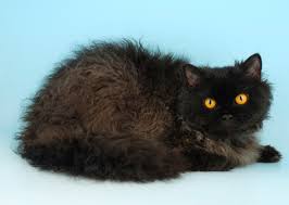 Gccf recognises 40 different cat breeds, of which the most popular currently is the british shorthair. 10 Long Haired Cat Breeds We Love