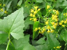 Image result for Senecio deltoideus