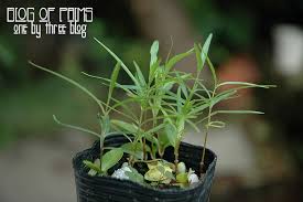 Image result for Stomatostemma monteiroae