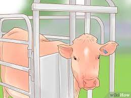 How To Slaughter Cattle With Pictures Wikihow
