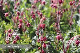 Shoutout to my amazing research mentor dr. Perennial Bloom Times Johnson S Gardens Cedarburg