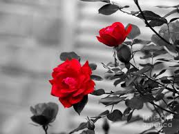 Check spelling or type a new query. Red Roses Photograph By Jai Johnson