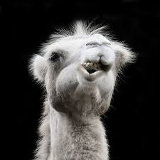 The camelids, as a family, include the new world camelids: Pin On Animal Facts