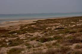 Image result for Halopyrum mucronatum