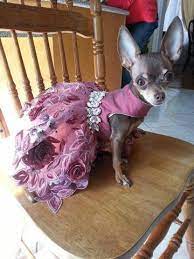 Preciosos Y Glamurosos Vestidos Para Perritas Chihuahua Ropa Para Perros Chihuahua Arnes Para Perros Hacer Ropa De Perro