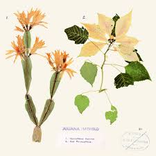 Wow, a plant older than me. Rsd Black Friday 2020 Randysrecords