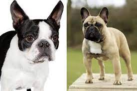 The french bulldog west highland white terrier mix, is a mixed breed dog resulting from breeding the french bulldog and the west highland white terrier. French Bulldog Boston Terrier Mix Why Do You Need To Know More Anything French Bulldog