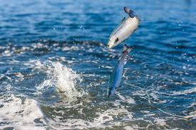 Our Salmon Tassal Group