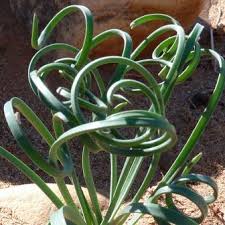 Image result for Dipcadi brevifolium