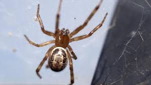 Dieser beitrag erschien durch kooperation mit spinne, schlange und co.: Falsche Witwe In Deutschland Per Blumenkubel Eingeschleppt Wie Giftig Sind Die Spinnen Wirklich News De