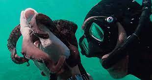 It really wouldn't be an exaggeration to call 'my octopus teacher' a spiritual experience. Review My Octopus Teacher Cineluxe