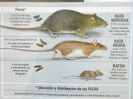 Check spelling or type a new query. Bromatologia En Casa A Twitter La Composicion Del Excremento Es Muy Diferente Poruqe Que El Murcielago Se Alimenta De Insectos Y El Roedor No