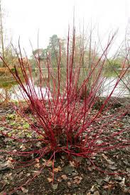 Dogwood wands are quirky and mischievous. Cornus Alba Sibirica Red Stem White Dogwood White House Nursery
