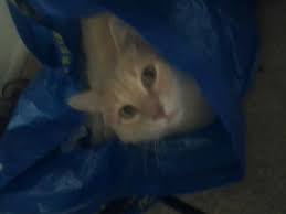 He Just Loves The Ikea Bag Animals Cats Bags