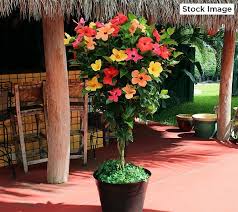 Cottage Farms Tropical Sunrise Braided Hibiscus Tree Qvc Com Hibiscus Tree Hibiscus Plant Patio Trees
