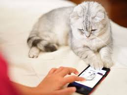 Feline jealousy depends on the cat's personality and temper, as well as on its upbringing, level of socialization, and overall 12 year old will just not be nice…she hisses at new kitten and will his and pounce near male. Reasons Why Cats Get Jealous And How To Stop It
