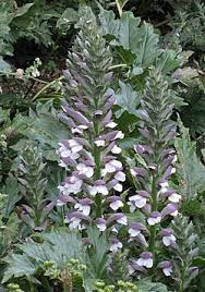 Image result for Strobilanthopsis