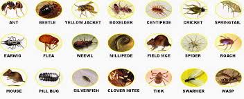 Aberdeen, nj adelphia, nj allenhurst, nj allentown, nj allenwood, nj asbury park, nj atlantic highlands, nj avon proudly serving homes and businesses in monmouth county and ocean county, new jersey since 1917. Cricket Control Nj Eliminex 732 284 3807 Pest Control Wildlife Contracting New Jersey 732 698 8387 Exterminating Bed Bugs Termites Carpenter Ants Hornets Carpenter Bees Squirrels Mice Termites Mosquitoes Yellow Jackets