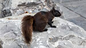 Do Squirrels Eat Birds The Results Will Amaze You Squirrel Enthusiast