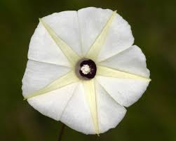 Image result for Ipomoea obscura