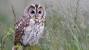 Barn Owl Habitat