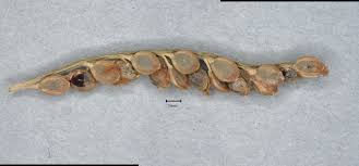 Image result for Melanospermum