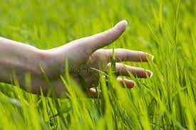 Feeling Nature Close Up Of A Woman S Hand Touching The Grass Feeling Nature Ad Close Nature Feeling Woman Stock Photos Nature Holiday Vectors