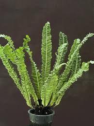 Image result for Asplenium cancellatum