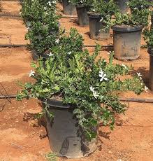 Image result for Carissa macrocarpa