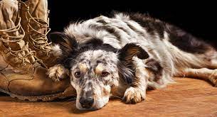 124 columbus australian shepherd mix border collie. Border Collie Australian Shepherd Mix Will This Be Your New Puppy