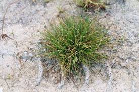 Image result for Eleocharis geniculata