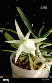 Image result for Angraecum conchiferum