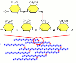 Dietary Polysaccharides