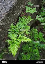 Image result for Asplenium adiantum-nigrum