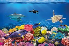 Feel free to explore, study and enjoy paintings with paintingvalley.com. Coral Reef Painting At Paintingvalley Com Explore Collection Of Coral Reef Painting