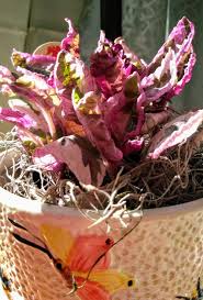 We did not find results for: Purple Waffle Plant Hemigraphis Snow White Garden Org
