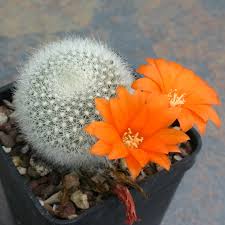 We did not find results for: Rebutia Muscula