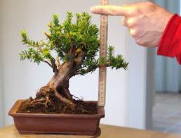 Very tough, cold hardy and drought tolerant. Case Story Yew Kisetsu En Shohin Bonsai Europe