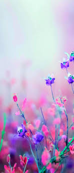 Durch verspielte, florale muster mit bunten farbtönen, realistische fototapeten. Blume Natur Wallpaper Hd Fur Handy Galaxie Blumentapete 1242x2908 Wallpapertip