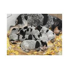 Image result for malý modrý gaskoňský honič