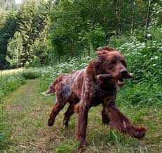 Image result for německý ohař dlouhosrstý