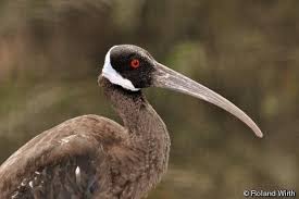 Black Bird With Orange Shoulders Pseudibis Davisoni Black Ibis White Shouldered Ibis Endangered Species Project Species Ibis