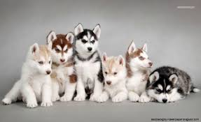 Check spelling or type a new query. Siberian Husky Wallpapers 1080p For Laptop Pc Great Love Art