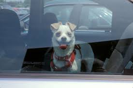 Image result for dogs in cars