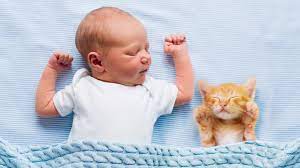 Jun 27, 2021 · baby lebensgeschichten. Katzen Und Babys Zusammenfuhren So Klappt Es Problemlos