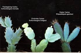 But these three groups are all members of leaf cacti. Bob Stewart Su Twitter Christmas Thanksgiving Or Easter Cactus You Can Usually Identify These By Examining The Shape Of Their Leaves Christmascactus Https T Co O5kwh1khqk